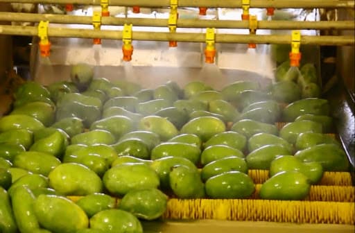 Kiểm dịch thực vật với hệ thống xử l&yacute; hoa quả bằng hơi nước n&oacute;ng