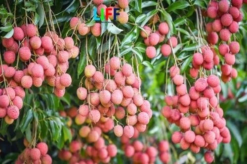 Chi phí xuất khẩu chính ngạch hàng trái cây