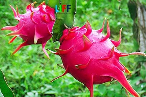 Chi phí xuất khẩu chính ngạch hàng trái cây