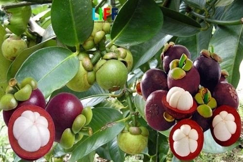 Chi phí xuất khẩu chính ngạch hàng trái cây