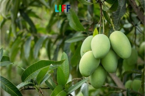 Chi phí xuất khẩu chính ngạch hàng trái cây
