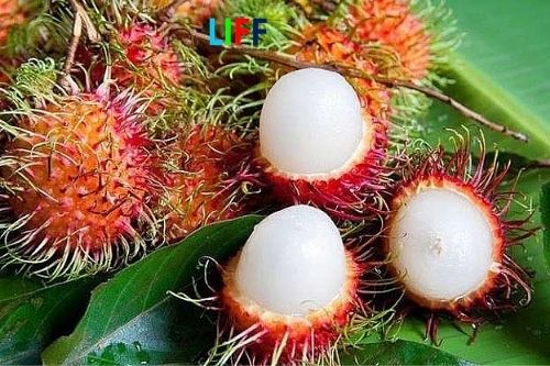 Chi phí xuất khẩu chính ngạch hàng trái cây