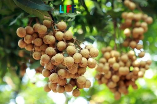 Chi phí xuất khẩu chính ngạch hàng trái cây