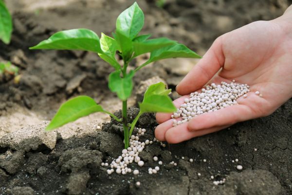 Giới thiệu chung về thủ tục xuất nhập khẩu phân bón